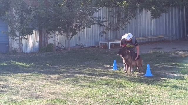 2 Отл. ЭЛЬЗА ДЛЯ СОЗВЕЗДИЯ ЛЬВОВ ++- №51 / КЧК РОСТОВ-НА-ДОНУ 29 сентября`24 А.Кейвомяги