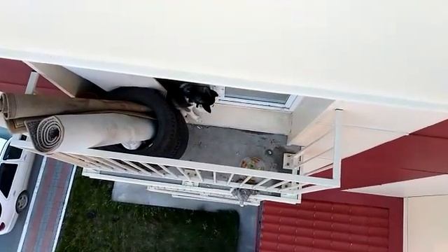 Жители Новомарусино не спят из-за хаски, запертого на балконе смотреть онлайн