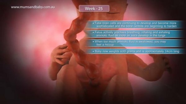 Pregnancy Week  25 www.mumsandbaby.com
