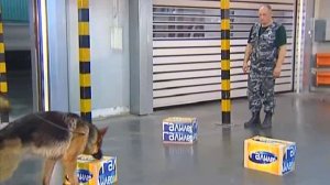 Галилео | Как собаки ищут наркотики?  [Sniffer dogs]