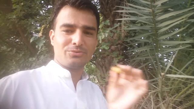 14 August and Khajoor(Dates Palm) ka Maza And Learn How to Climb a Palm Tree for Dates смотреть онлайн