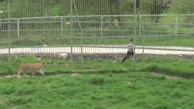 Львёнок Зевс играет с Макаром🐾 ПАРК ЗЕМЛЯ ПРАЙДА 🌿 смотреть онлайн
