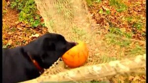 Галилео | Животные в кино  [Animals in movies]