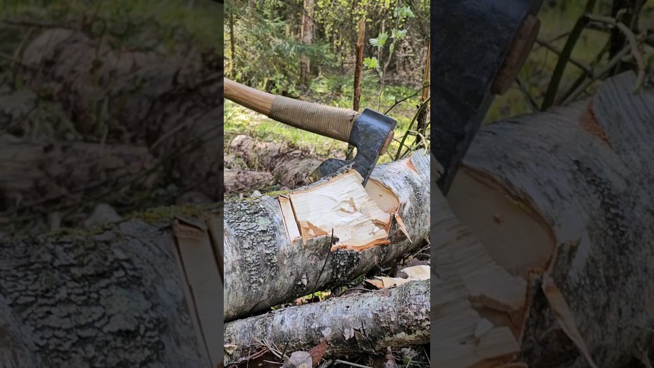 Скопа в "линзу" на берёзе. смотреть онлайн