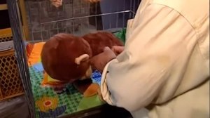 Галилео  Рождение гориллы