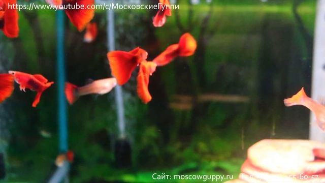 НАШИ ГУППИ TUXEDO RED (БЕРЛИНЦЫ) / OUR TUXEDO RED GUPPIES (BERLINERS) смотреть онлайн