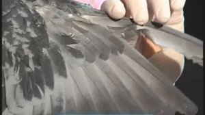 Галилео. Ветеринар