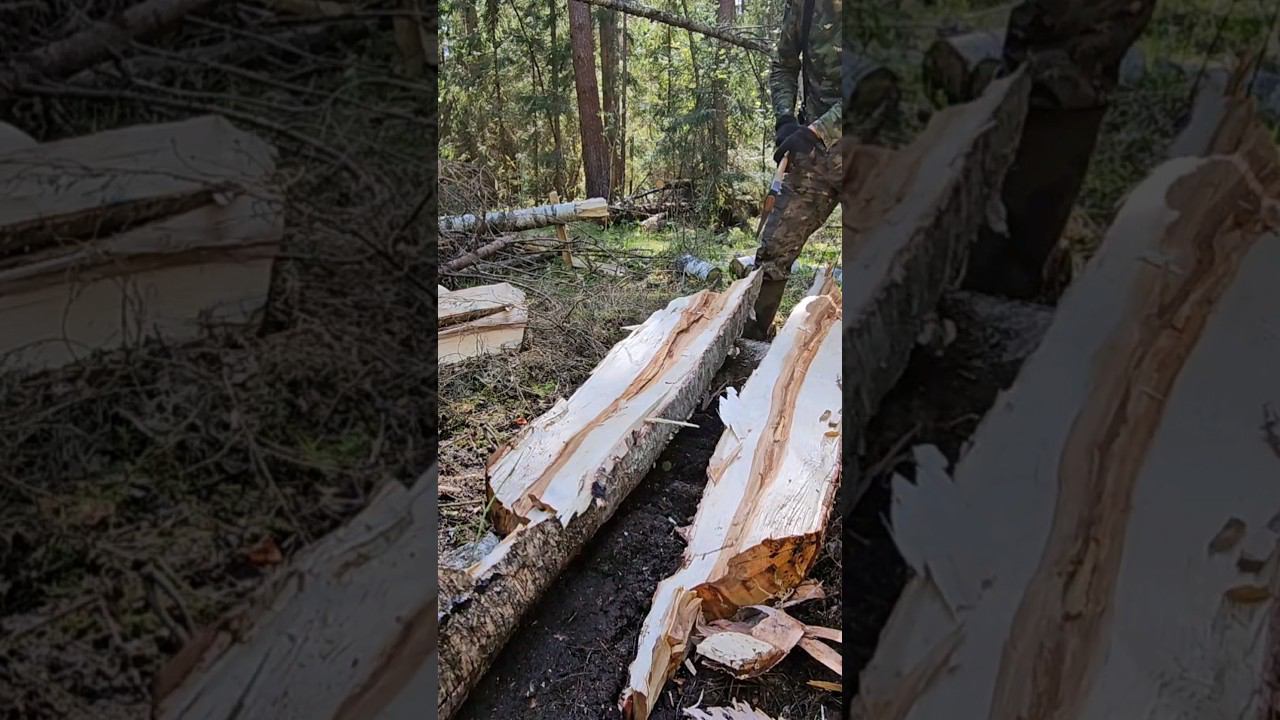 Залинзованная Скопа vs комель берёзы. смотреть онлайн