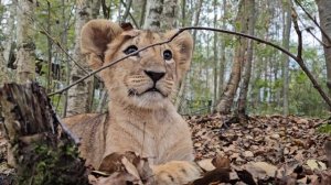 Львенок Москвич уже лучше себя чувствует и обследует свой лес)