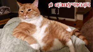Приколы с котами! Смешные коты! - С ОЗВУЧКОЙ! САМЫЕ СМЕШНЫЕ ЖИВАОТНЫЕ