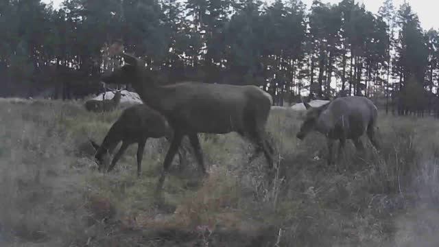Олени осенью. Время гона и рева оленей смотреть онлайн