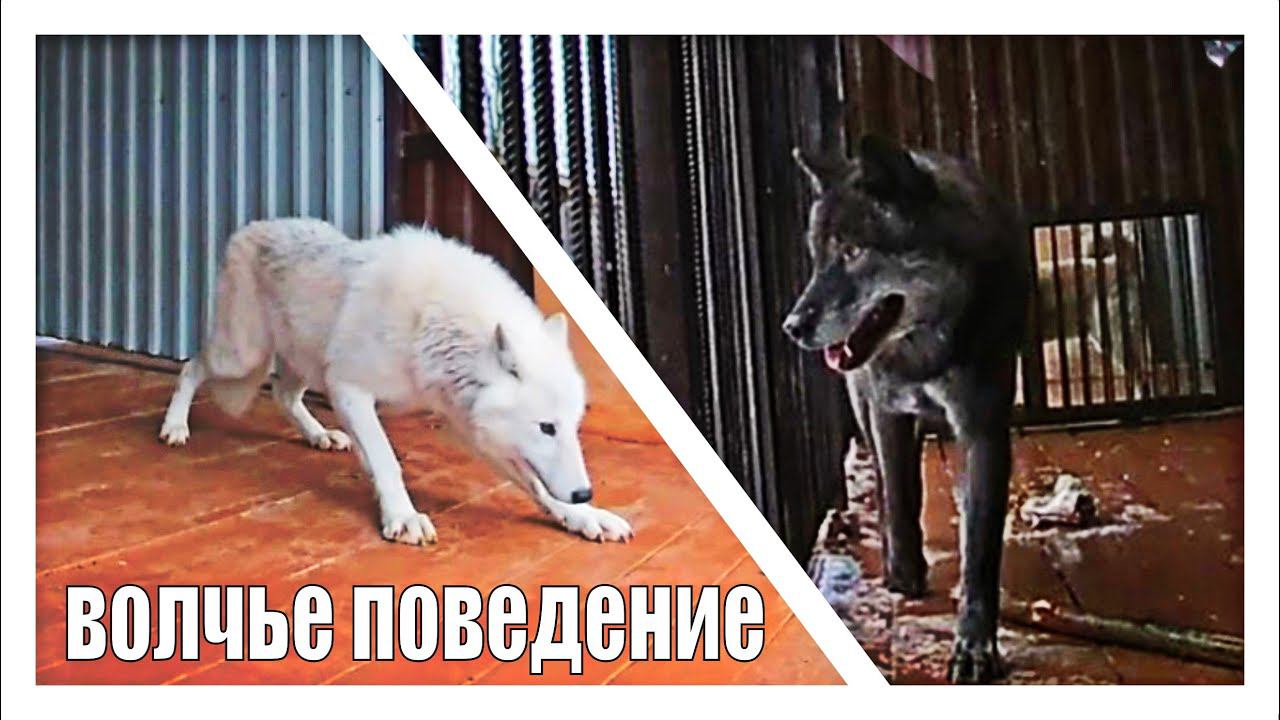 Волчица: ЗАЩИТА или НАПАДЕНИЕ. Акела ОХОТИТСЯ