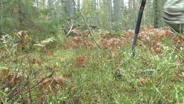 Карельский перешеек. Поиск по Викингам. Сентябрь 2024 г.