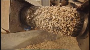 Галилео. Устрицы (часть 1)