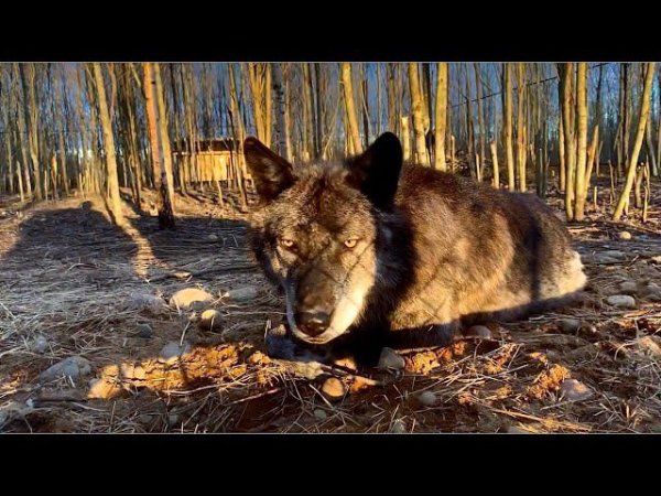 В парк Волков привезли Морозилку. Волки соскучились по Андрею и ждут его появления.