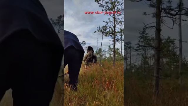 сбор клюквы граблями и ловушкой с трамплином смотреть онлайн