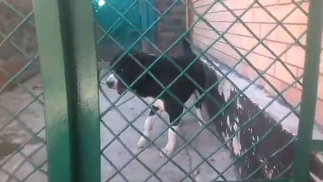 Мой Арчи Гудвин смотреть онлайн