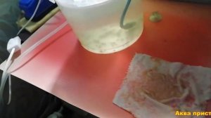 Малькам коридораса 12 дней