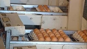 #Галилео | Яйца  Eggs