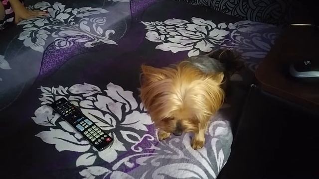 Йорк спит сидя/York sleeps sitting смотреть онлайн