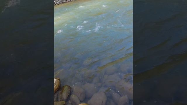 ДОБРЫЙ ХИЩНИК