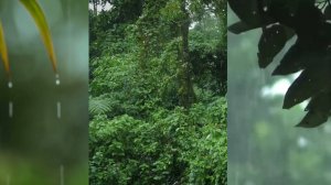 Тройная расслабляющая музыка Звук из тропического леса (1 часа)