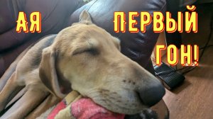Русская гончая Ая - первый гон!