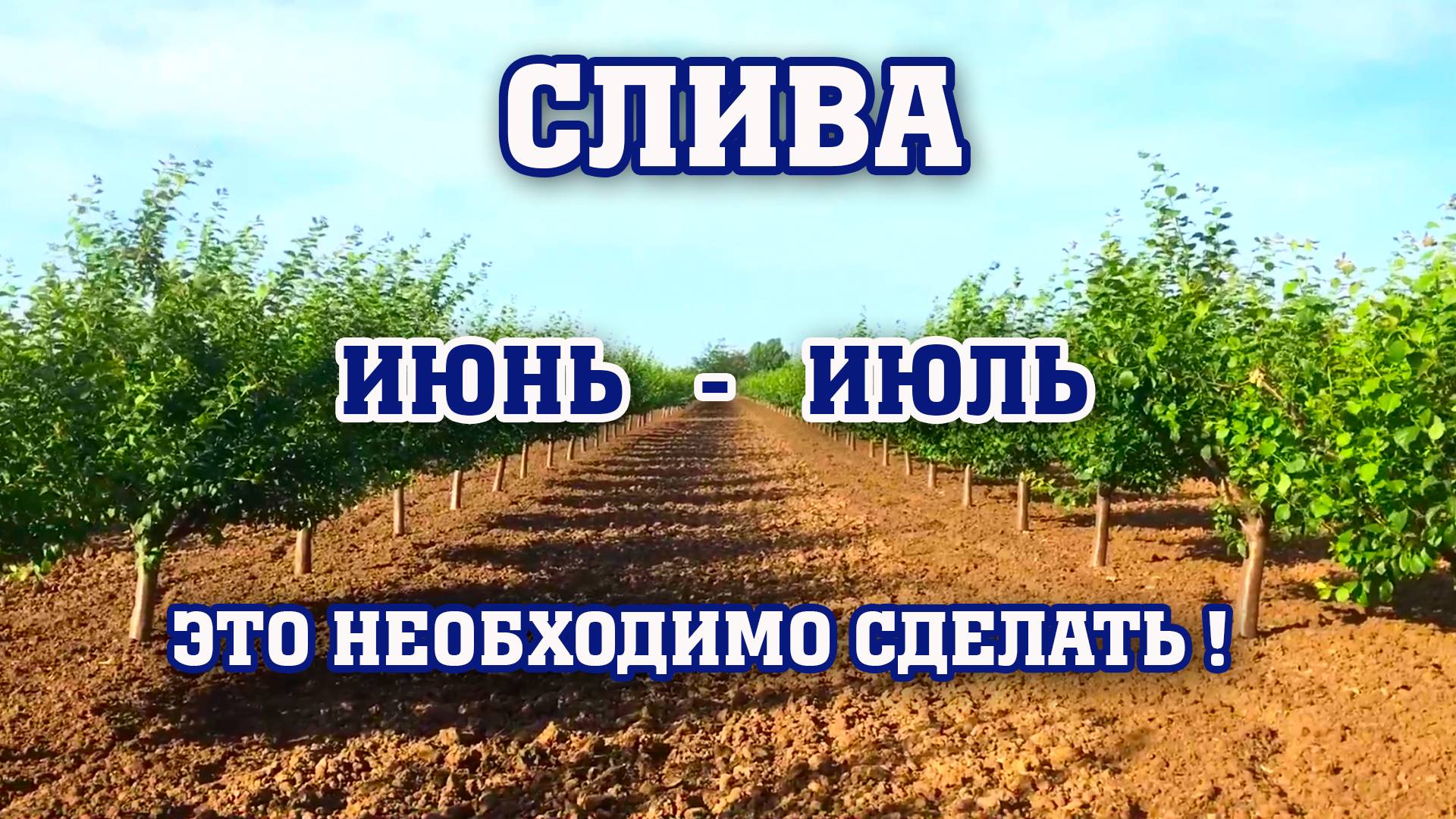 СЛИВА⧸ОБЯЗАТЕЛЬНЫЕ РАБОТЫ В САДУ !!! смотреть онлайн