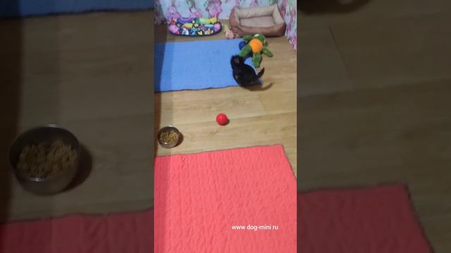 мини девочка цветного йорка в продаже подробно на сайте питомника www.dod-mini.ru смотреть онлайн