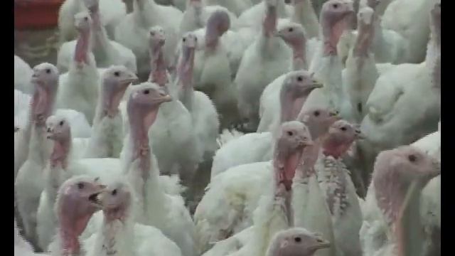 Самки индеек смотреть онлайн