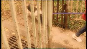 Галилео. Мини-пиг Фрося