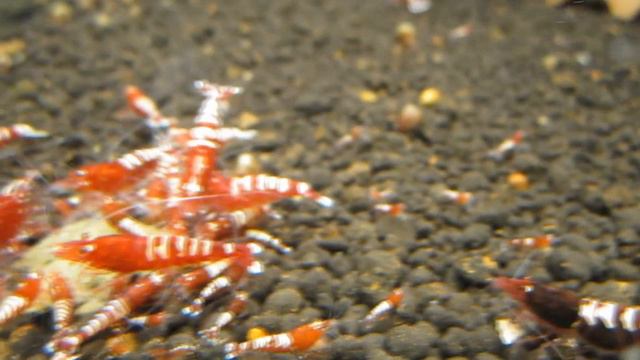 Some of my prawns.(Немного креветуль) смотреть онлайн