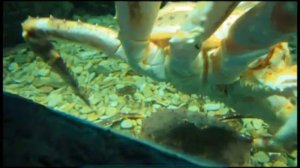 Галилео. Океанариум. Санитарный день.