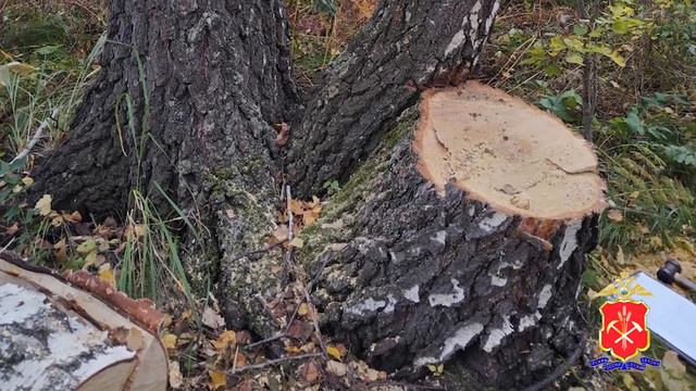 В Крапивинском округе возбуждено уголовное дело в отношении местного жителя, срубившего 9 берез смотреть онлайн