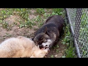 Волк Акела и Волэнд Алита друг перед другом издают интересные звуки. Обучаю командам волчицу Арью.