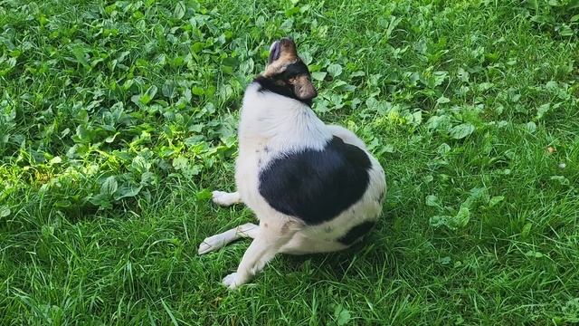 Монолог собаки. The Dog's Monologue