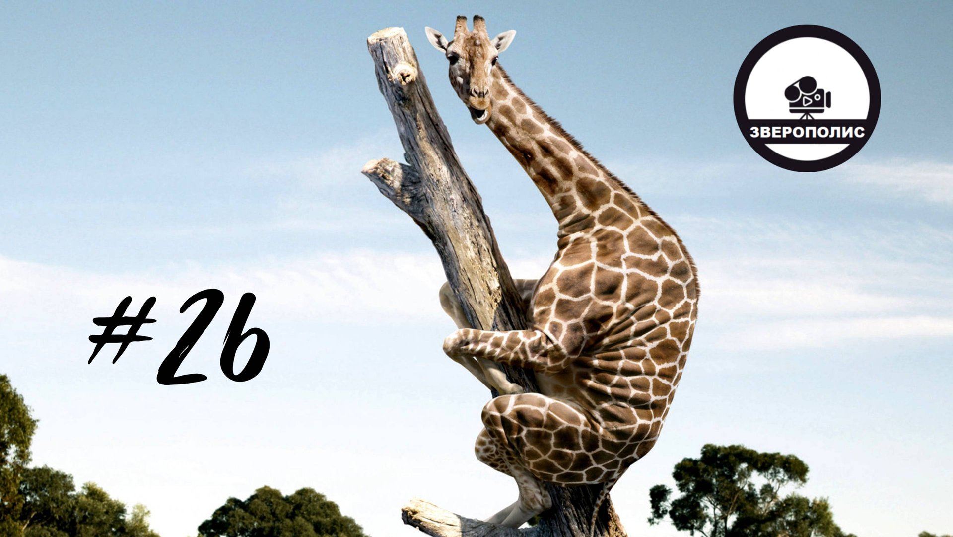 ПРИКОЛЫ С ЖИВОТНЫМИ ДО СЛЕЗ / Смешные ПИТОМЦЫ/ Приколы с ДИКИМИ ЖИВОТНЫМИ / Funny ANIMALS Video#26