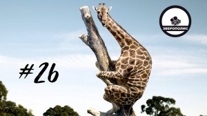 ПРИКОЛЫ С ЖИВОТНЫМИ ДО СЛЕЗ / Смешные ПИТОМЦЫ/ Приколы с ДИКИМИ ЖИВОТНЫМИ / Funny ANIMALS video#26