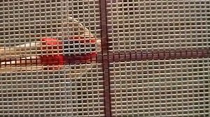 Галилео. Батут