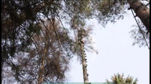 Галилео. Арборист