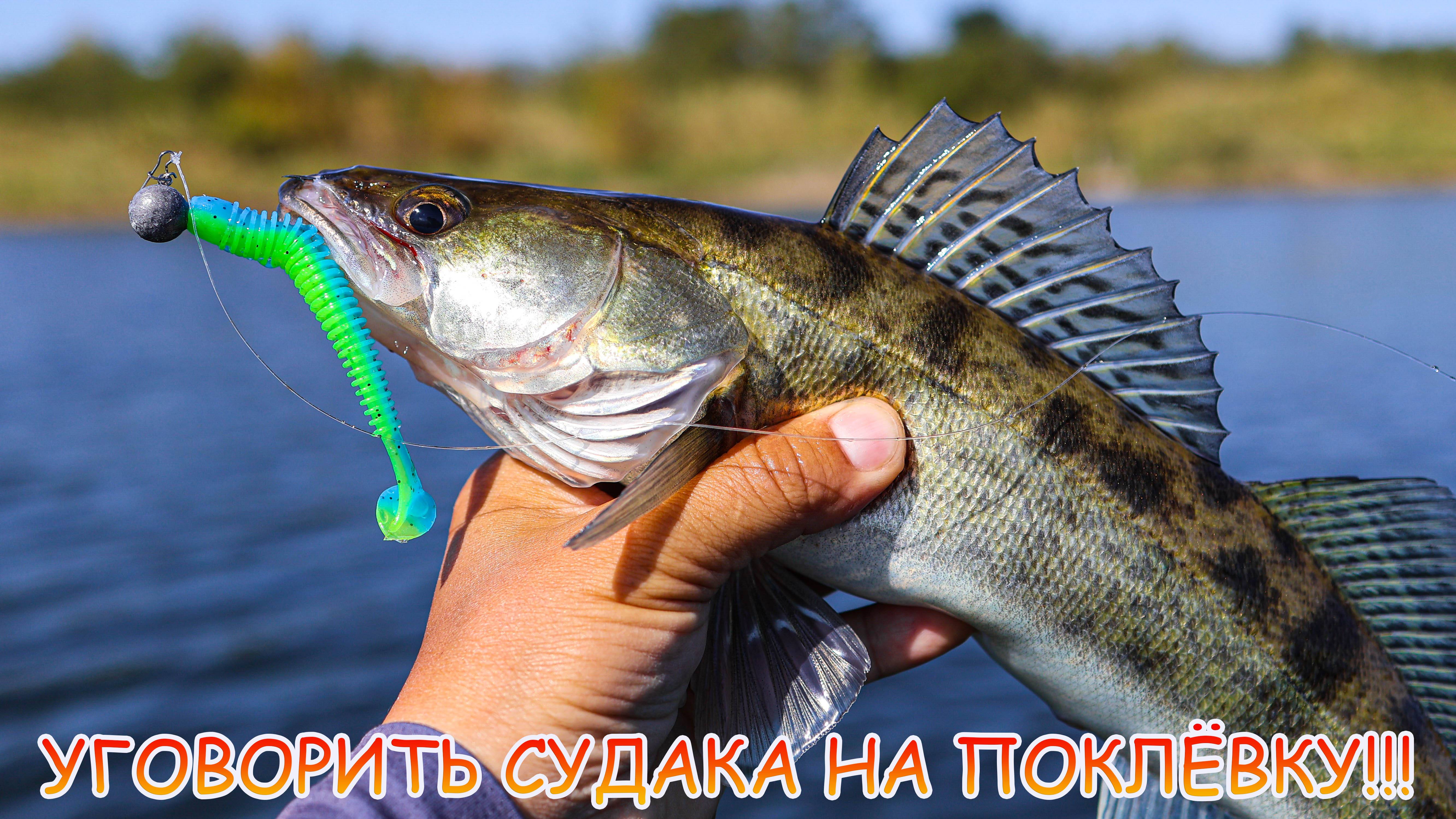 Окунь и судак на джиг! Как уговорить на поклёвку? смотреть онлайн