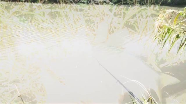 На встречу с прекрасным. Папа всех накормит. Встречай Каменск! смотреть онлайн