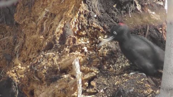 Желна. Чёрный копатель ( Dryocopus martius )