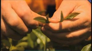 Галилео. Северный чай (часть 1)