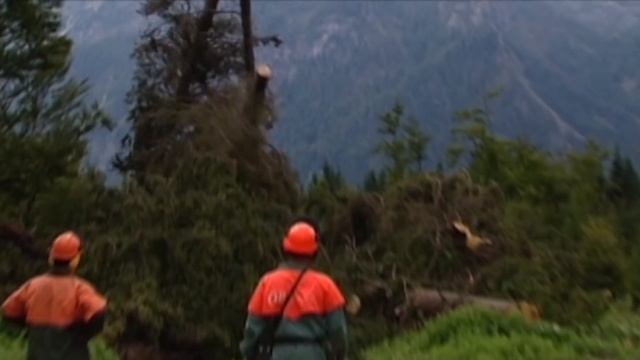 Галилео | Экстремальный лесоповал смотреть онлайн