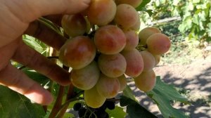 виноград Краснощёкий