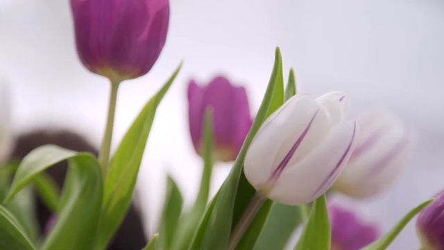 IX Международный форум дерматовенерологов и косметологов (IFDC 2016) смотреть онлайн