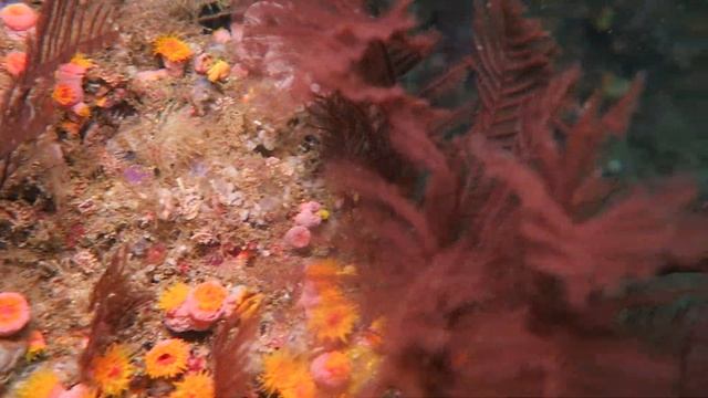 Raja Ampat Snorkeling At The White Arrow
