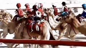 Галилео  Гонки на верблюдах