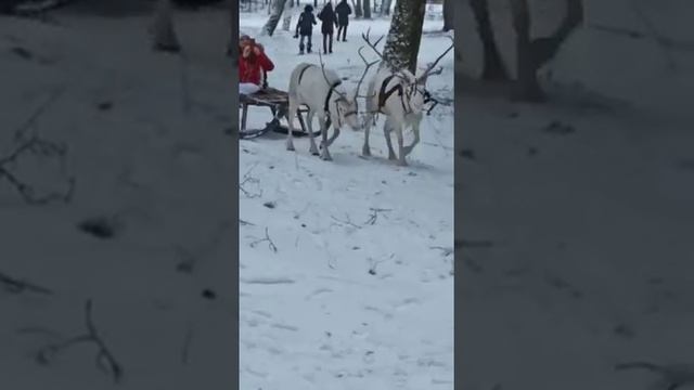 Белые северные олениI8(965)380-13-11 Москва смотреть онлайн